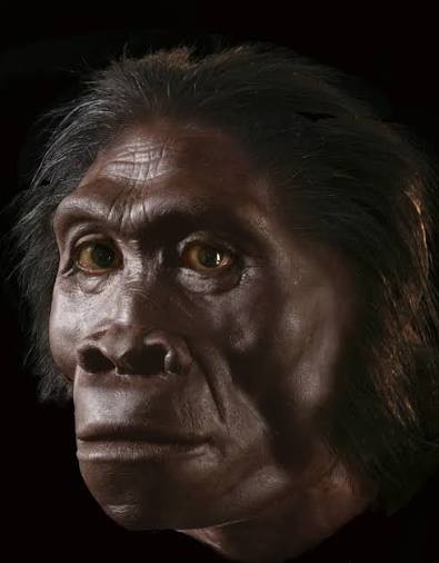 Homo habilis complete facial reconstruction
