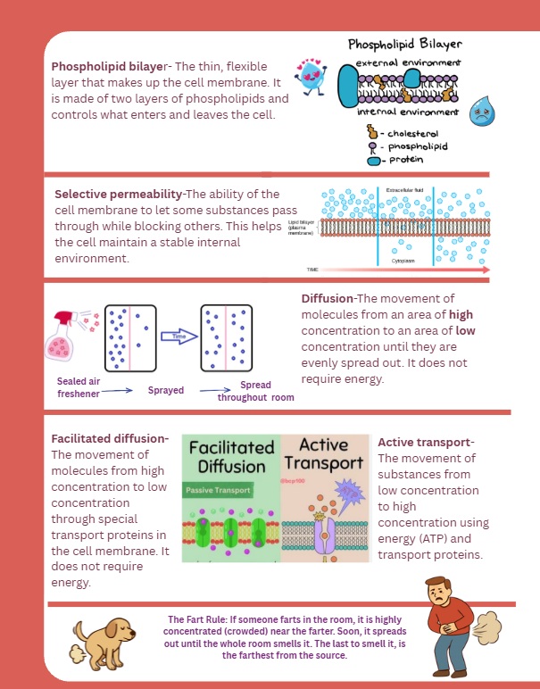 Phospholipid bilayer diagram